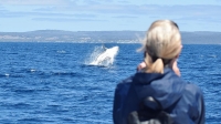 Perth: Augusta Two-Hour Whale Watching Tour