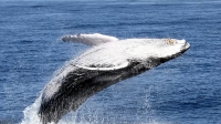 $49 - Gold Coast Whale Watching on a Luxury Superyacht