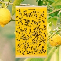 20 pcs Dual-Sided Yellow Sticky Traps for Flying Plant Insect Like Fungus Gnats, Whiteflies, Aphids, Leaf Miners, Thrips, Other